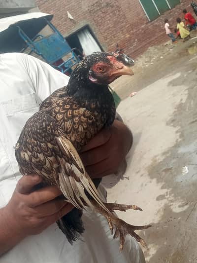mianwali pure seal mianwali murgi murgi aur murga