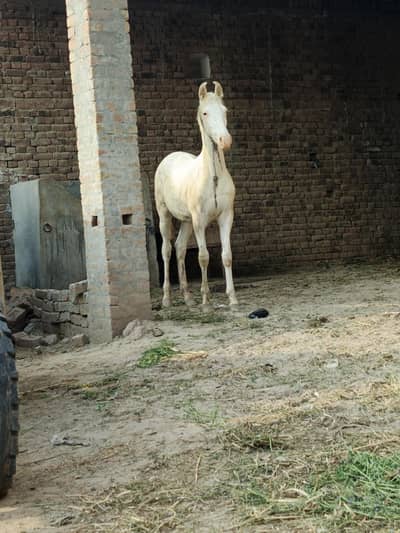 Nukra wachera for sale