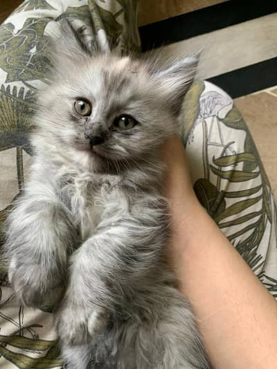 Persion male cat for sale