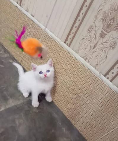 Persian Kittens, White Persian, Triple Coat, Long Hair