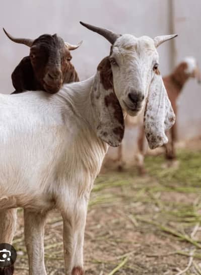 Eid e Qurban pr bakra zibah karwana k lie rabta kara