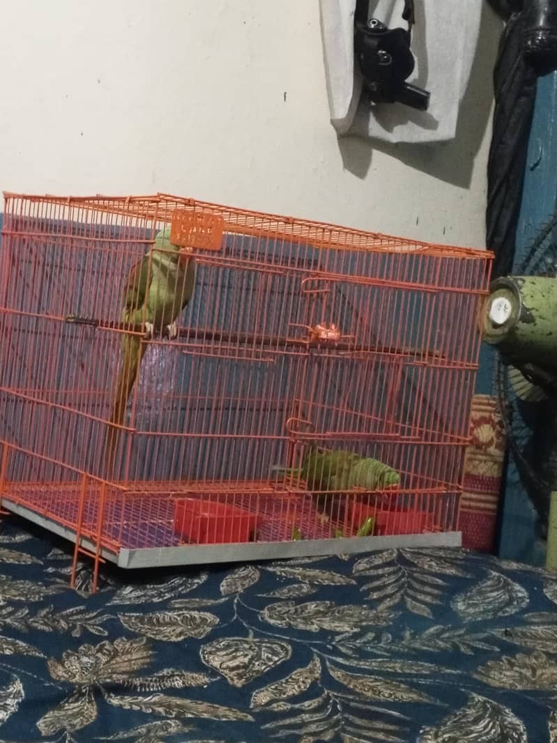 parrot  0