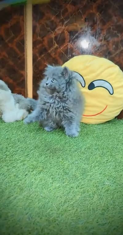 Persian kittens triple coat pair  for sale contact whatsap 03055516739