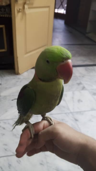 Raw parrot fully hand tamed talking