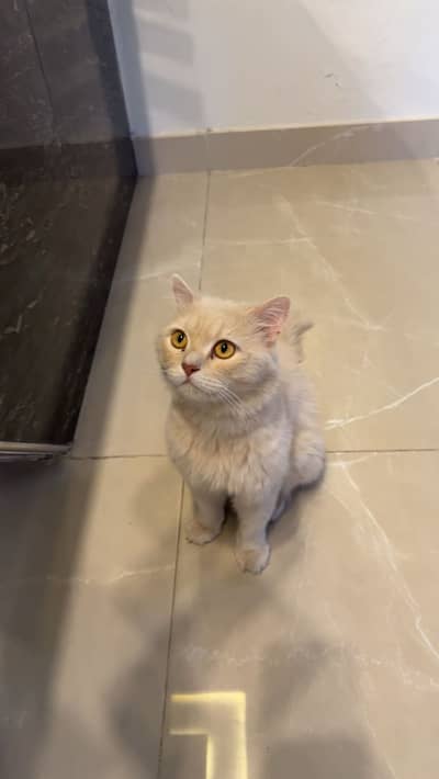 Male cat for adoption