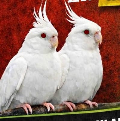 Eno White cocktails & Rainbow Budgies