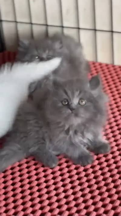 Persian kittens triple coat pair  for sale contact whatsap 03055516739