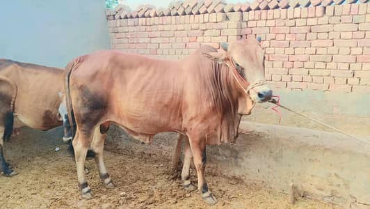 Eid Ul Adha Qurbani Ka Khubsurat Wacha For Sale