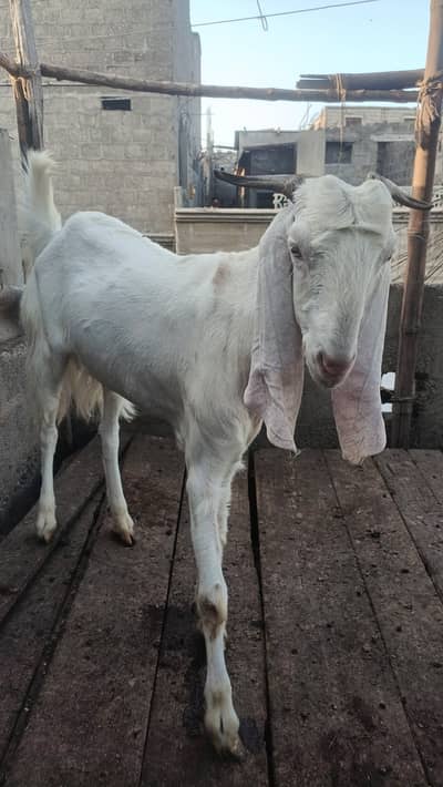 khassi Bakra