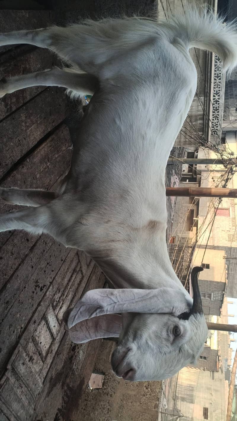 khassi Bakra 1
