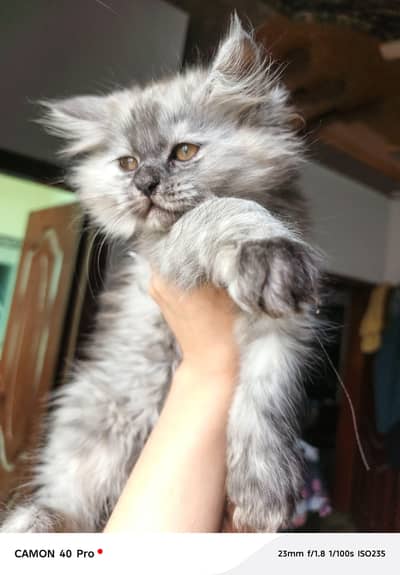 Persion Cats