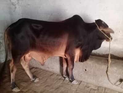 Bull for sale