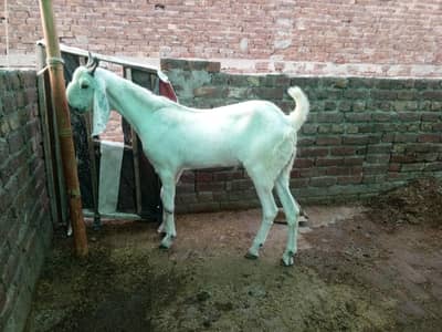 Khasi 2 dant bakry