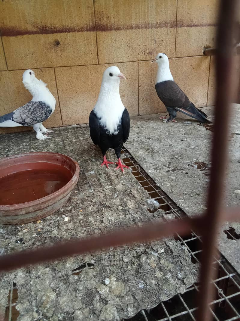 karbali 0