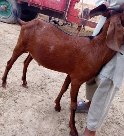 Bakra / Goat/ Qurbani Ka Bakra / 2 Dant wala Qurbani Ka Bakra