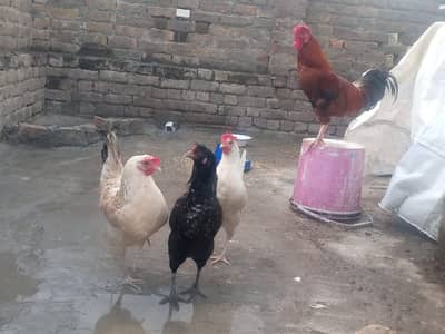 Pure Desi Egg-Laying Hens & Rooster for Sale خالص دیسی انڈے دینے