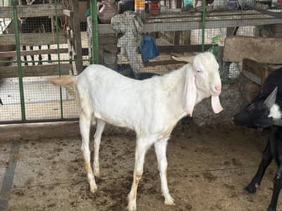 WHITE BAKRA FOR SALE IN GOOD PRICE