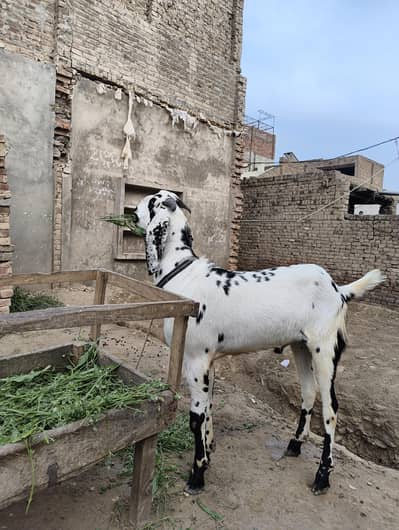 Bakra for Eid