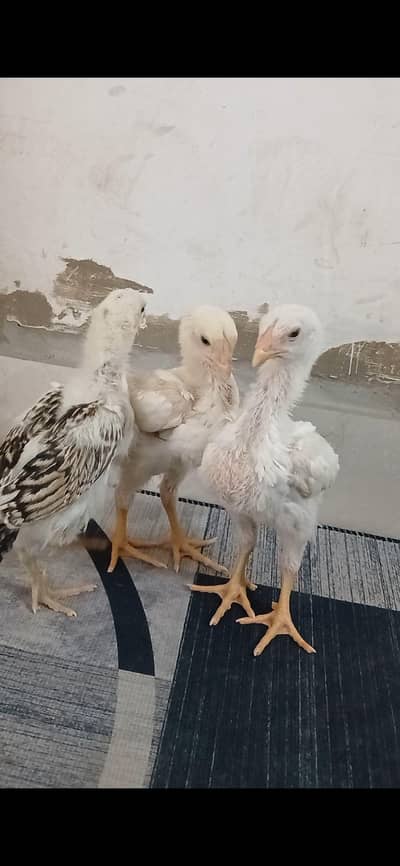 white King O Shamo chicks for sale 03284674988 whatsapp only