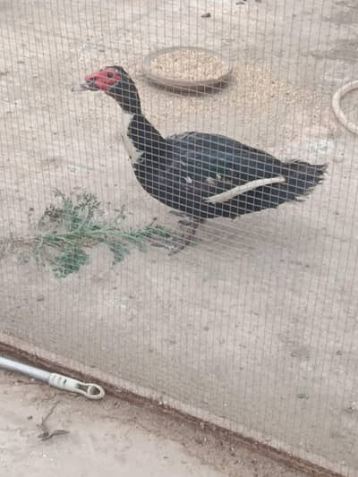 Muscovy ducks for sale