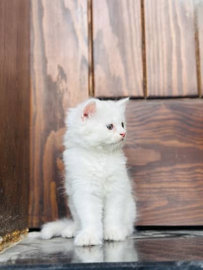 Persian Kittens (pair)