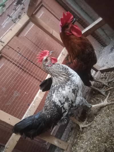 two cock for urgent sale