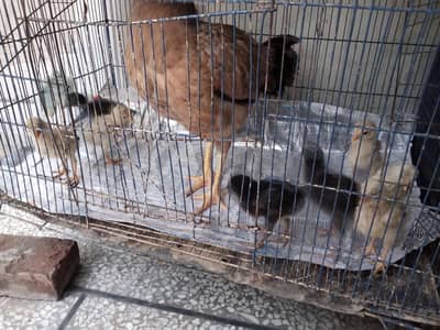 chick