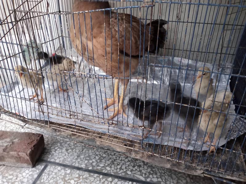 chick 0