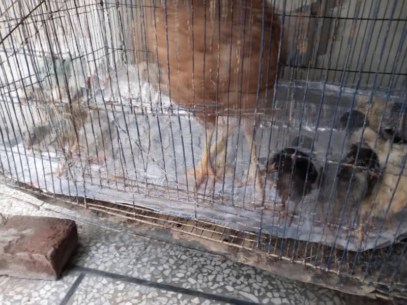 chick 2