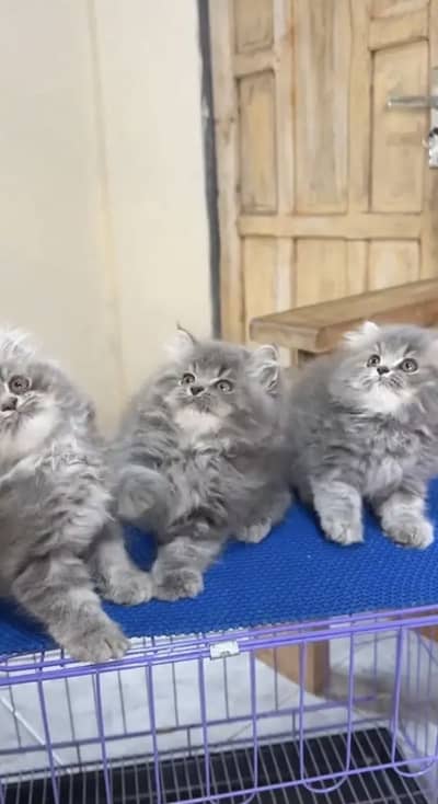 Persian kittens triple coat pair  for sale contact whatsap 03055516739
