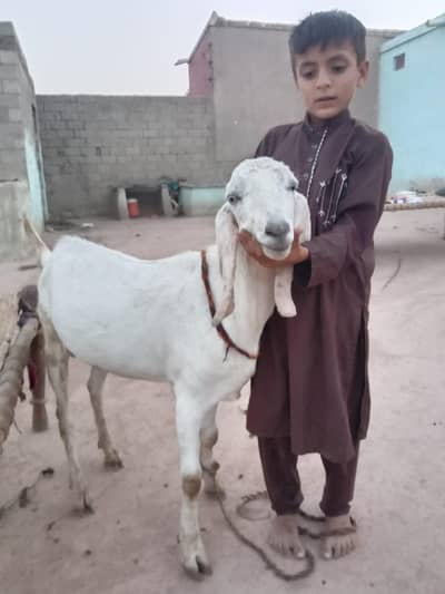 Bakra sale for Qurbani