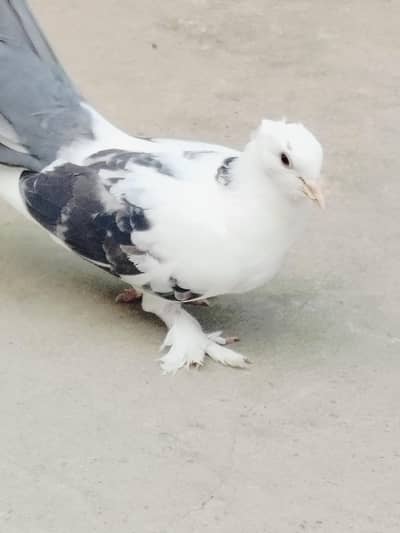 English Fantail pigeons