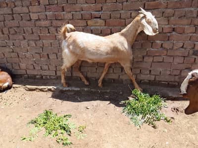 Goats for Sale