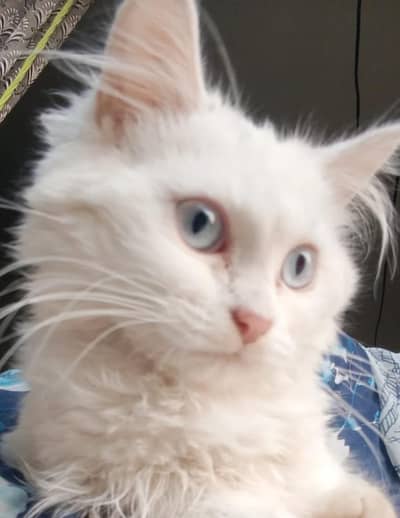 Persion Cat
