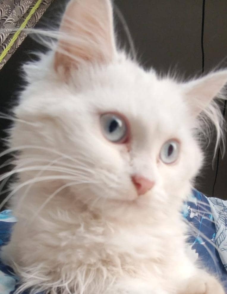 Persion Cat 0