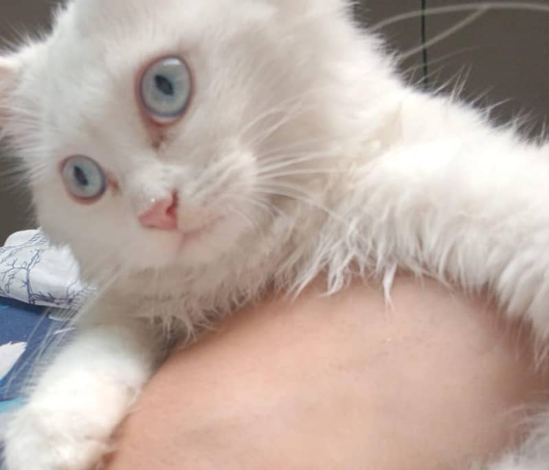 Persion Cat 1