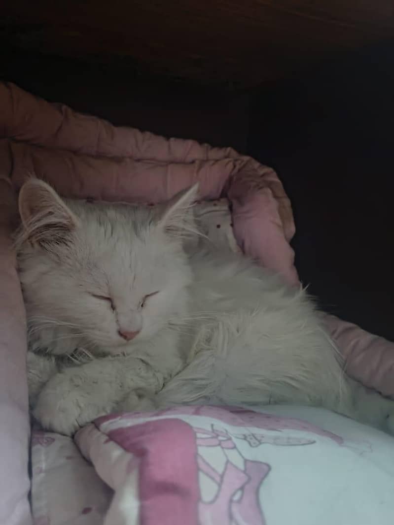 Persion Cat 2