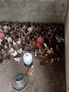 golden masri chicks  available ha full vacantied fresh mall ha. .