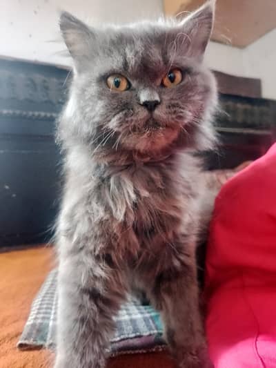 cats for sale