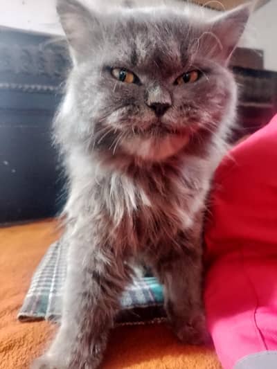 cats for sale