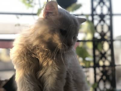 Male cat