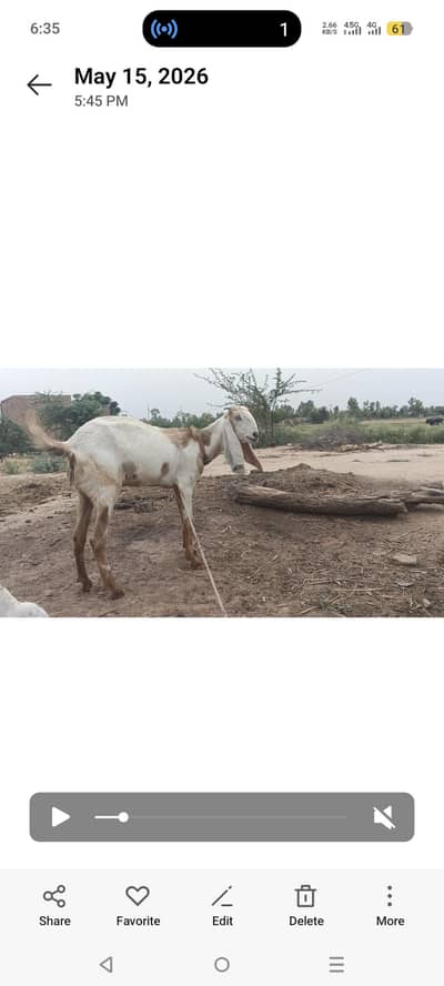bakri for sale ek soya soyi hoie hy