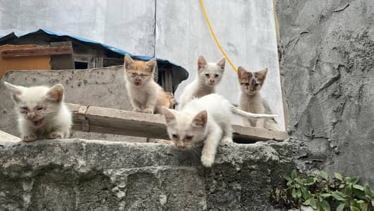 White Cats