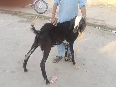 بکرا فار سیل