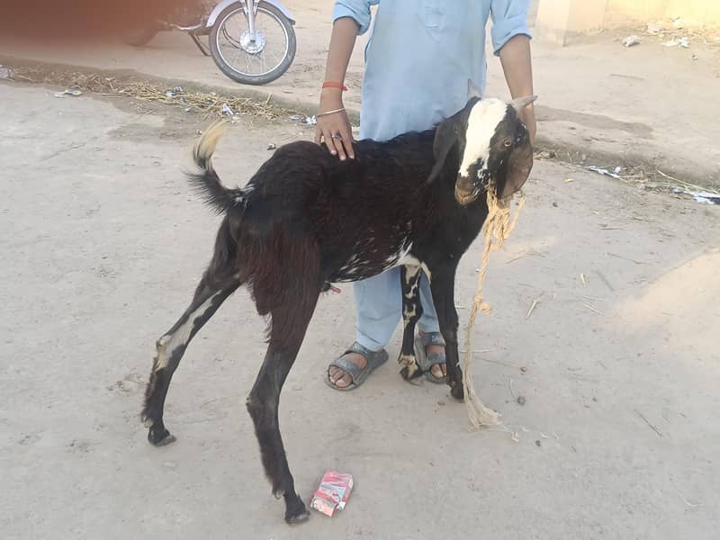 بکرا فار سیل 0