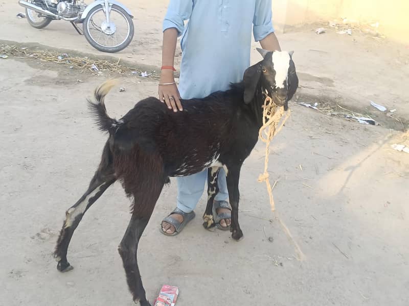 بکرا فار سیل 1
