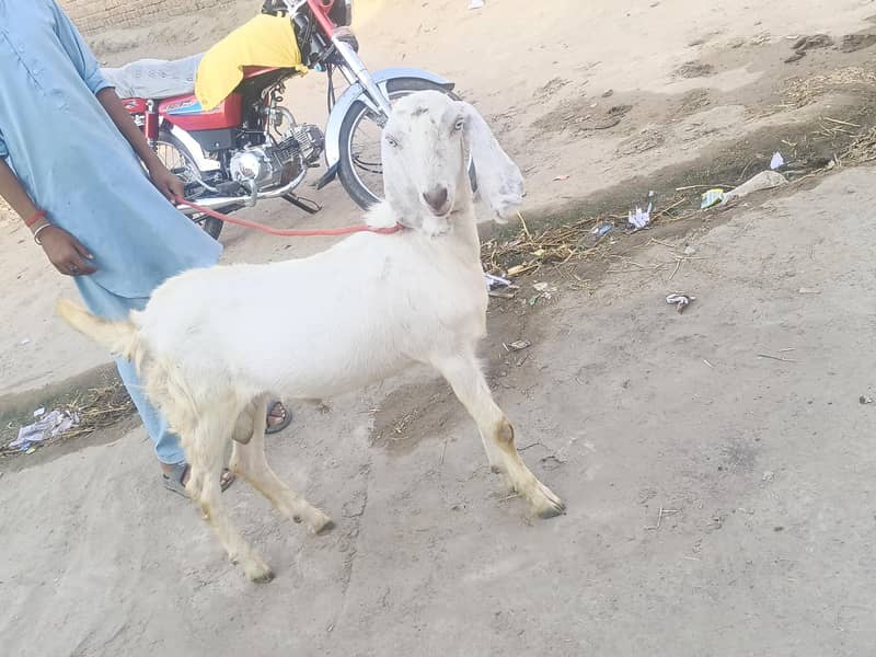 بکرا فار سیل 3