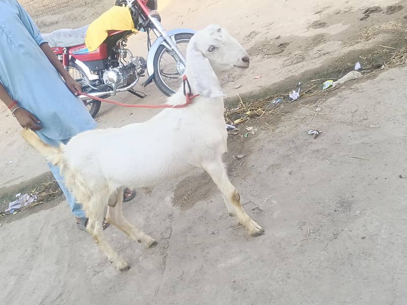 بکرا فار سیل 4