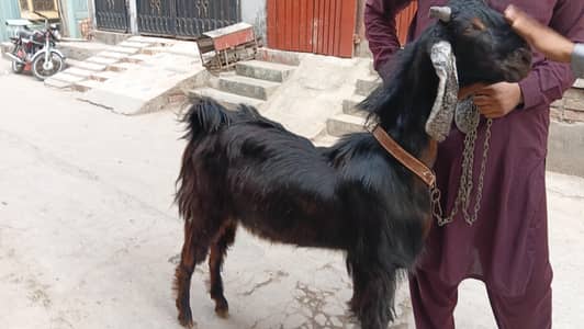 donda bkra for sale qurbani ka liya tayar ha 03024894247