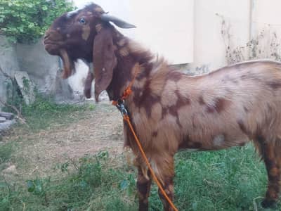 Goat / Bakra dwanda qurbani k liy